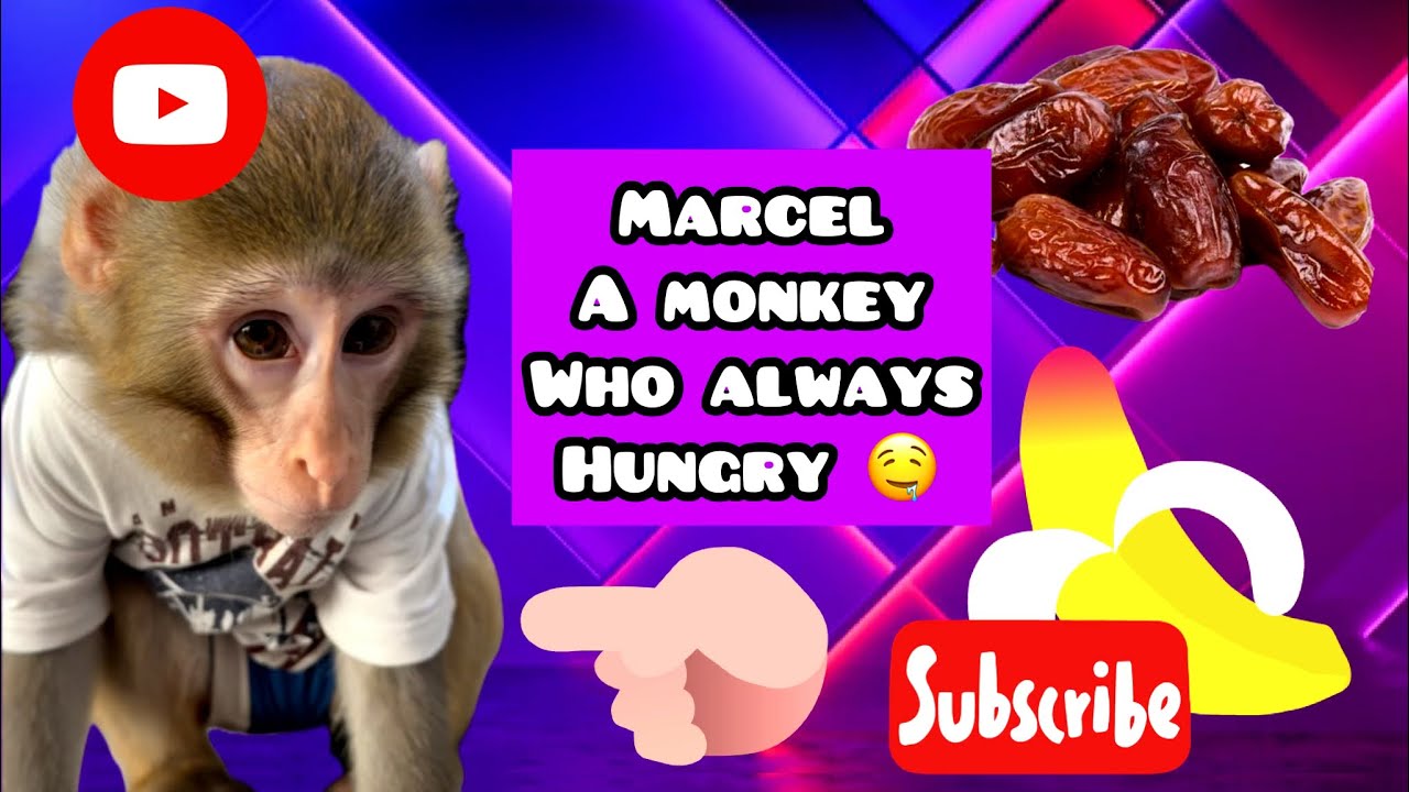 A day with marcel tala funny monkey and so clever he same human kid understand very thing