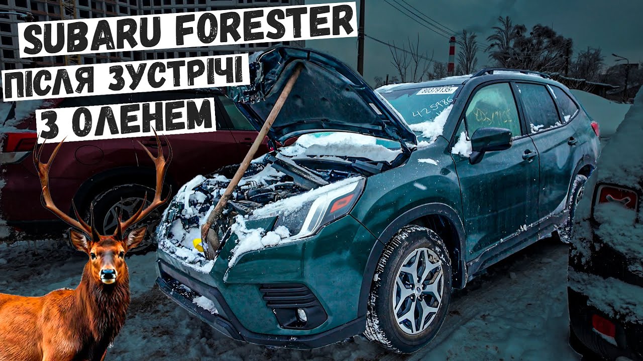 Купив Subaru Forester 2023 з Америки після ДТП з оленем | Дивимось стан