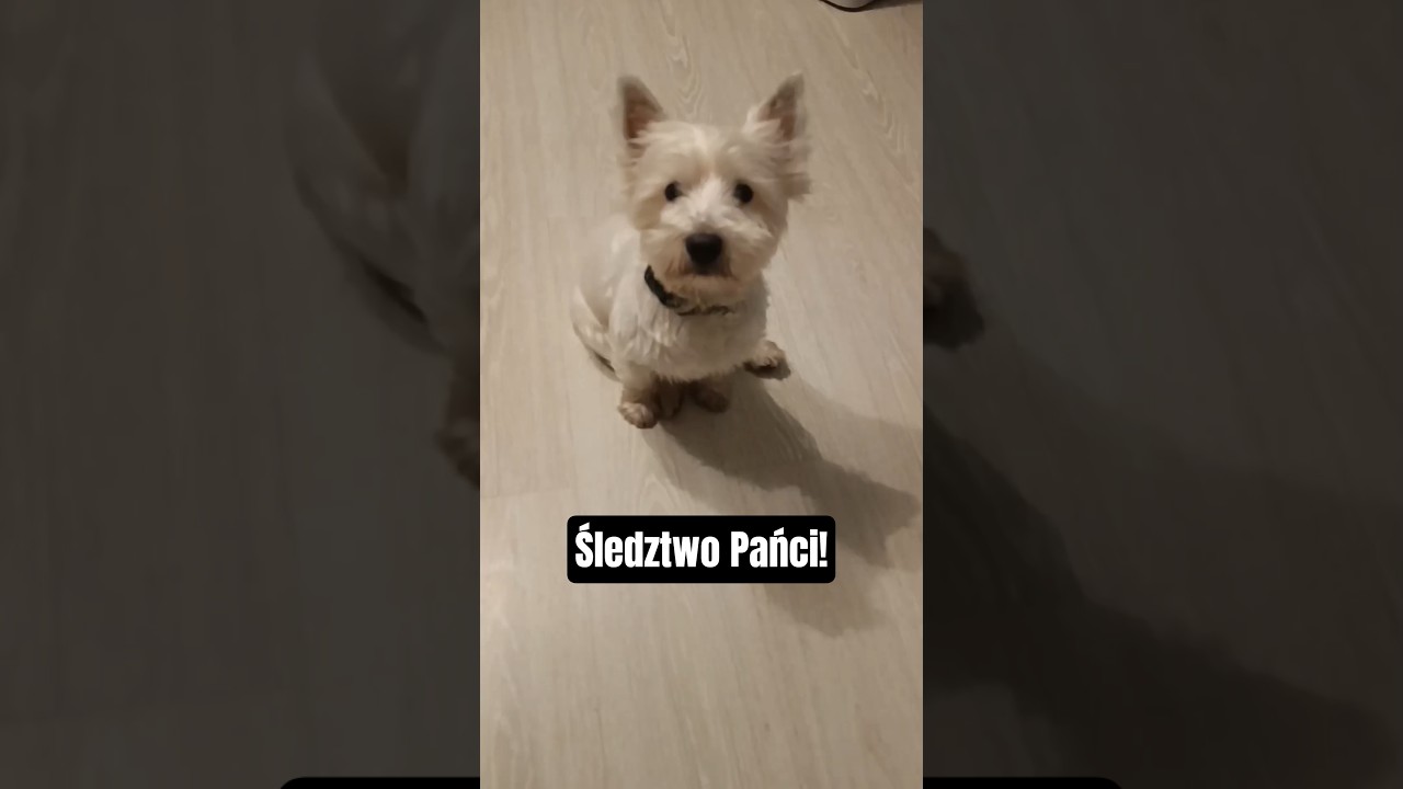 Czemu szczekam po nocach?😅  Wszystko jasne😅 #śmieszne #pies #dc #pieskiezycie#westie #shorts#fyp#dog