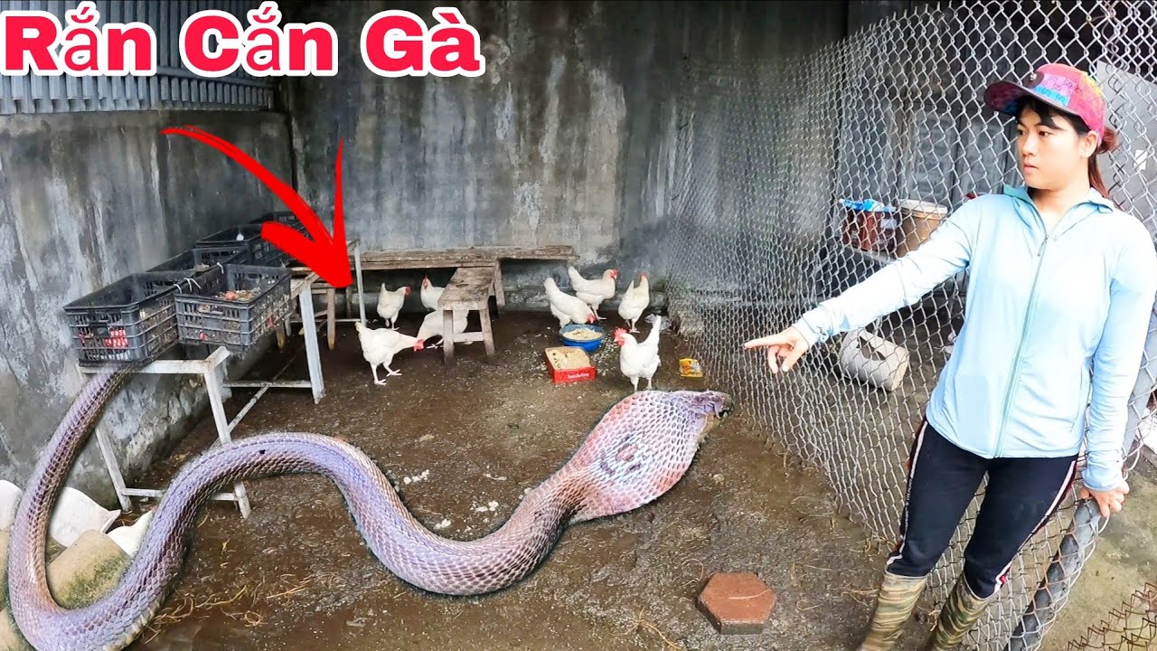 Cuộc Gọi Khẩn Cấp Của Cô Gái Trẻ Phát Hiện 2 Con rắn Hổ Mang Bò Vào Chuồng Gà Săn Mồi