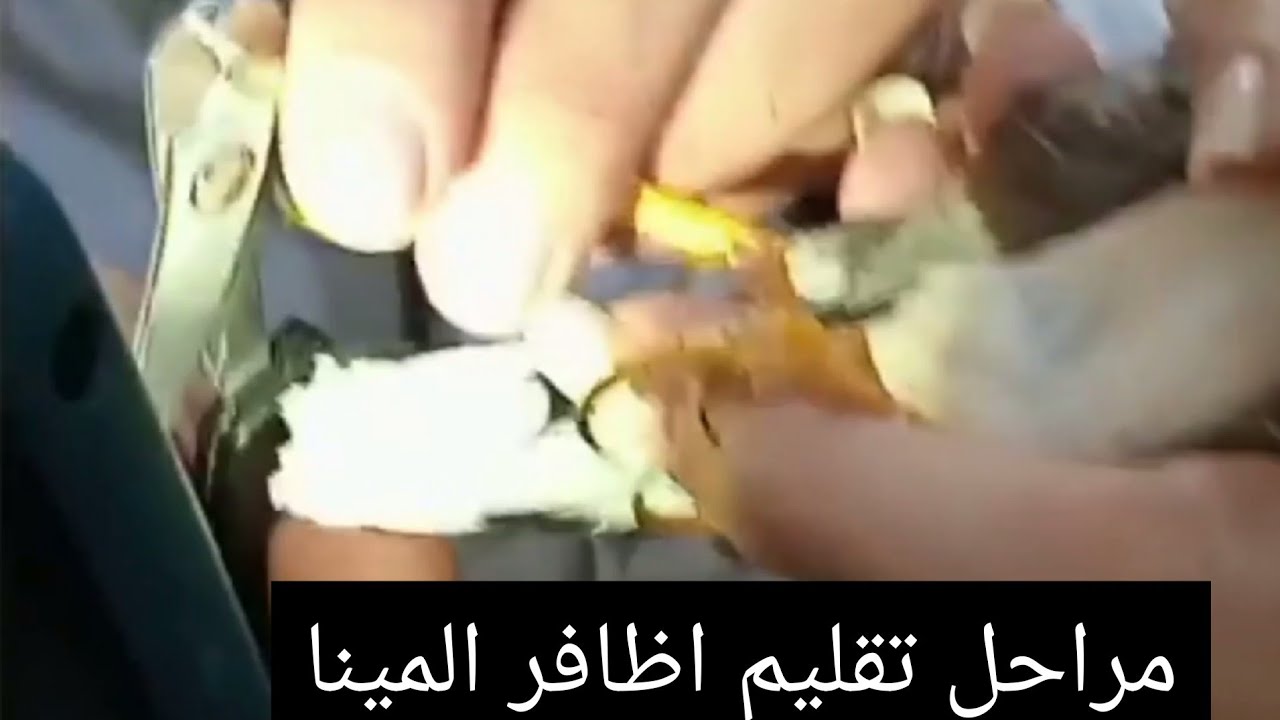 كيفيت تقليم اظافر المينا بصوره صحيحه 🤣ومراحل تقليم اظافر المينا👍🥰
