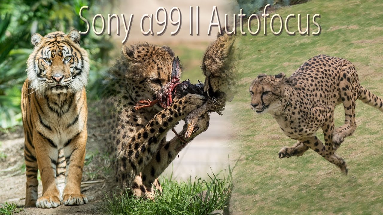Sony a99ii Autofocus