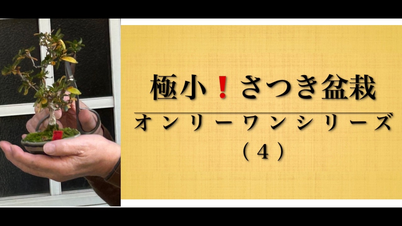 極小！さつき盆栽 オンリーワンシリーズ（４）