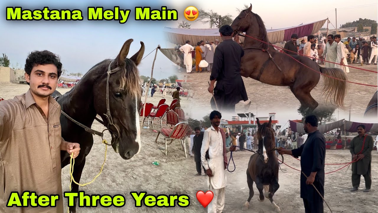 Mastany Ghody Ka 3 Saal Bad Pehla Mela || Mastana Horse Dance After Three Years ❤️
