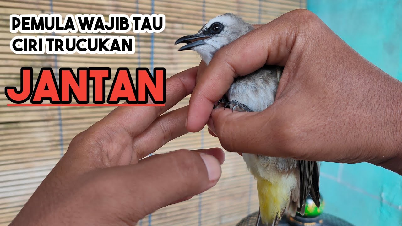 PEMULA WAJIB TAU CIRI TRUCUK JANTAN YANG MUDAH DIPAHAMI
