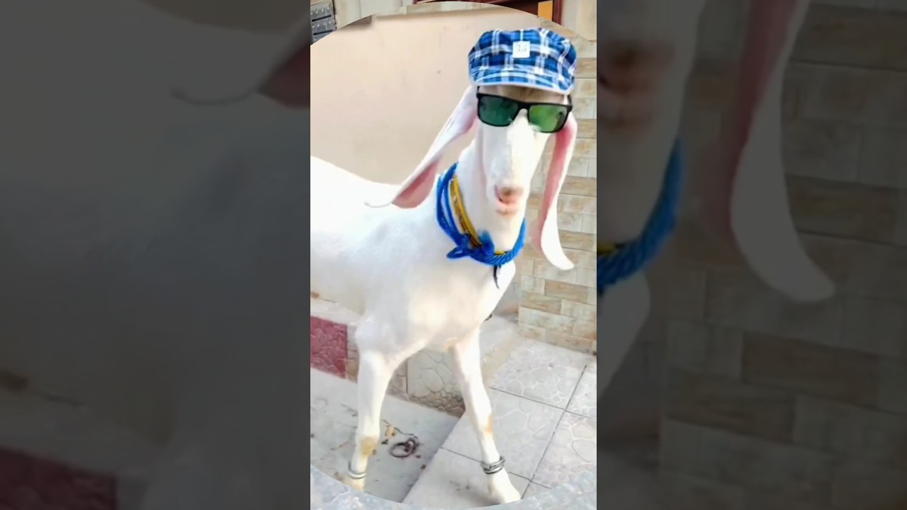 2025 ka sabse Khubsurat bakra Bakra Eid Mubarak 2025 Ho #bakraeidmubaraksong #music #eid