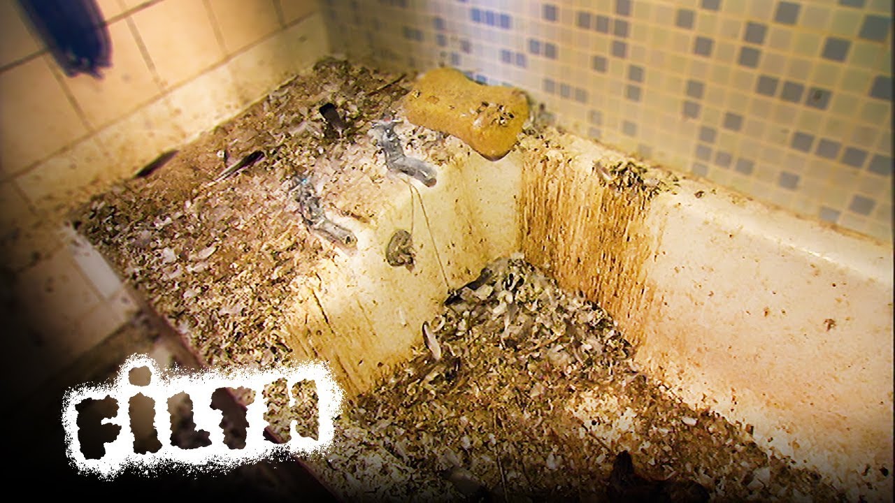 How To Tackle A Pigeon Infestation | Grimefighters