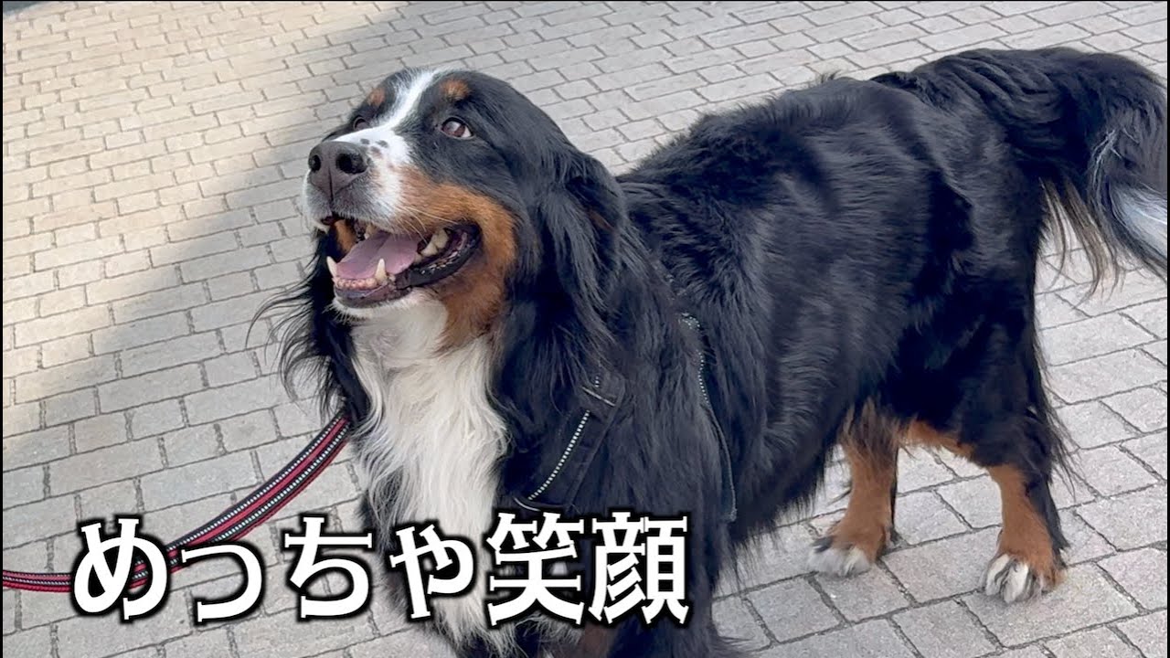 久しぶりのアンちゃんの笑顔が眩しかった！