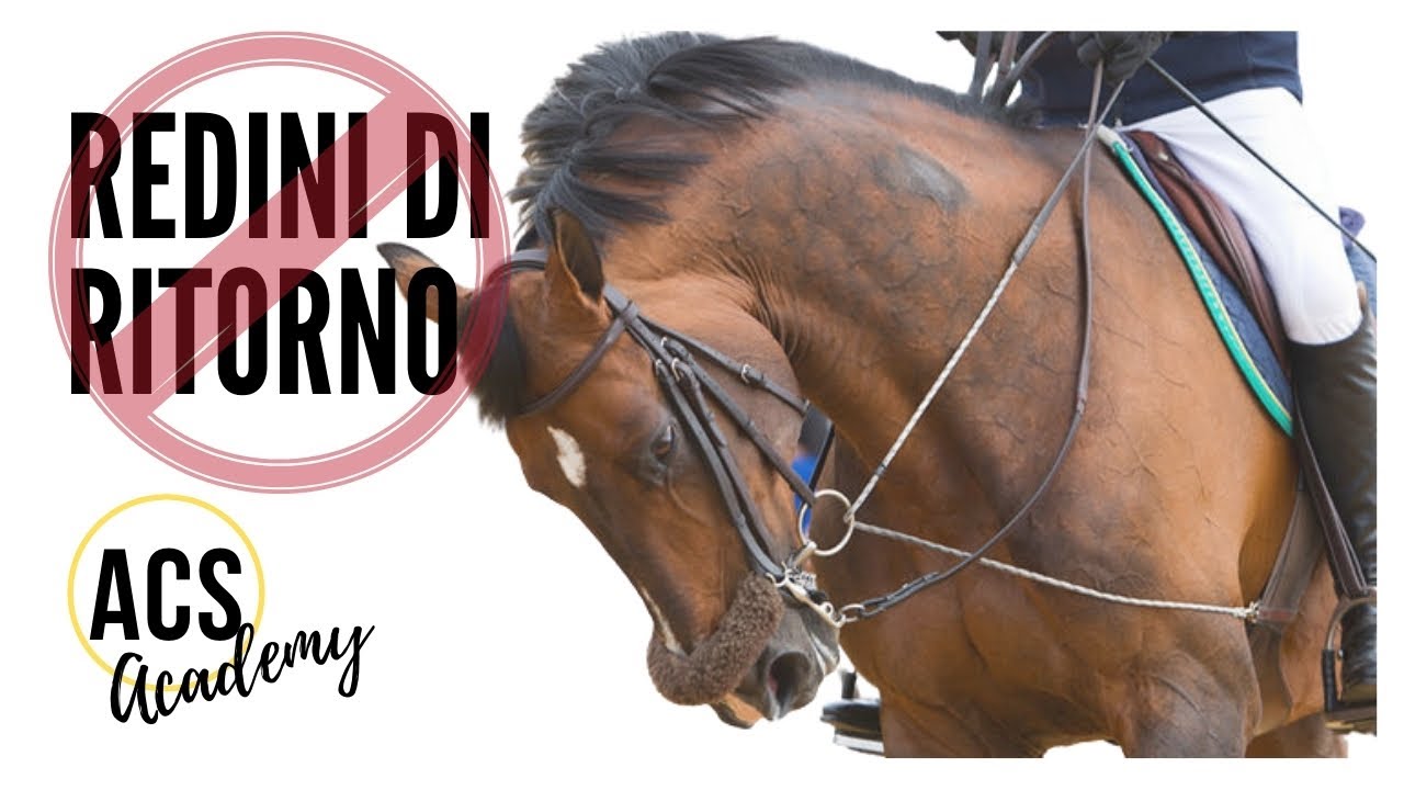 EQUITAZIONE: LE REDINI DI RITORNO ‼️