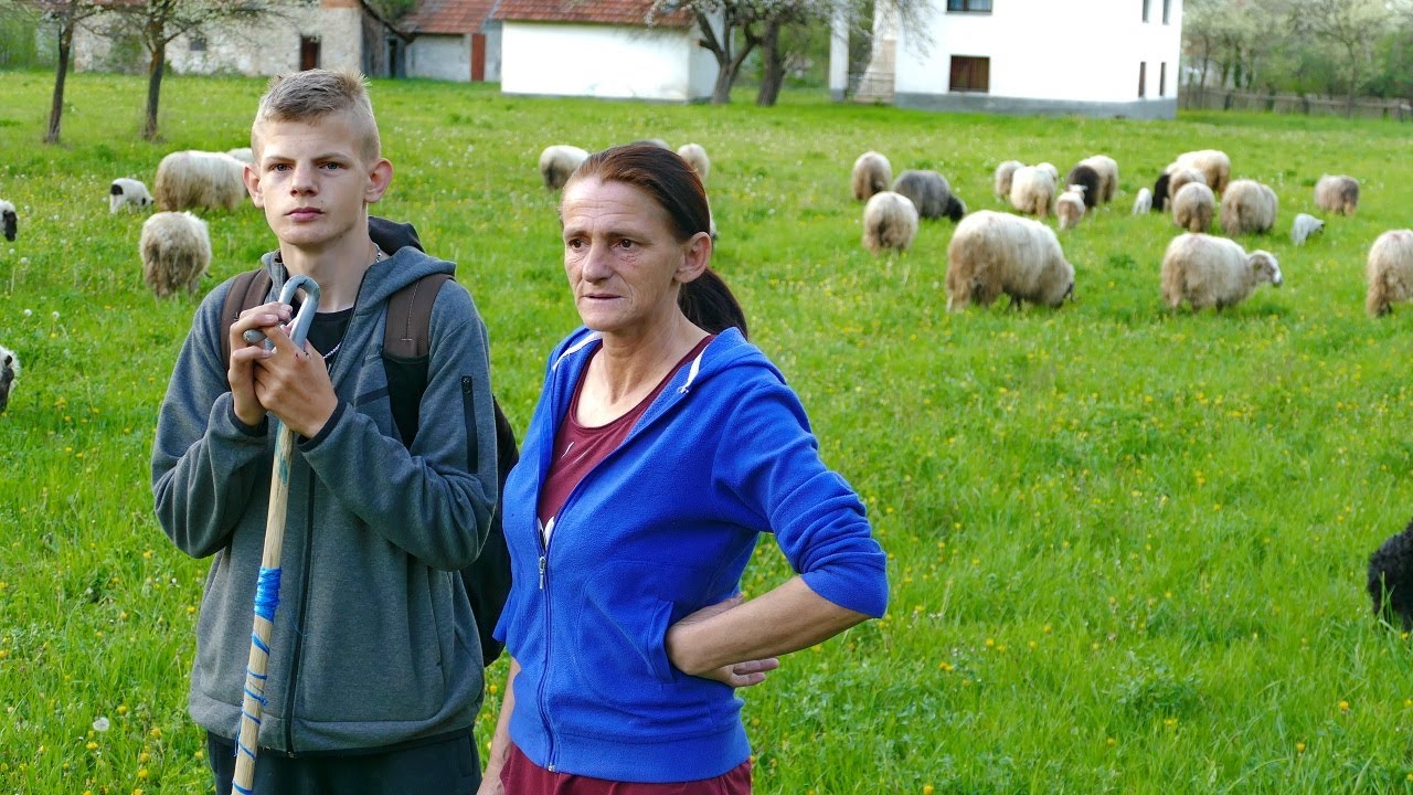 Esmiru pokušali ukrasti ovce, tužan je ali opet pjeva