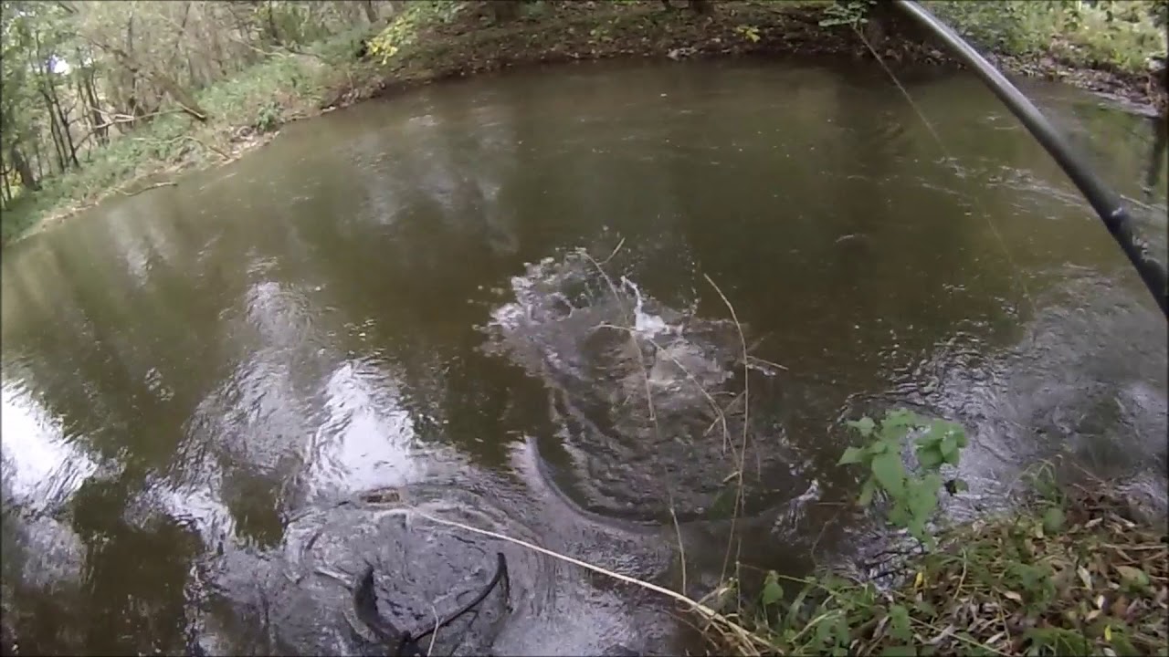 4 1/2lb River Eden Seatrout