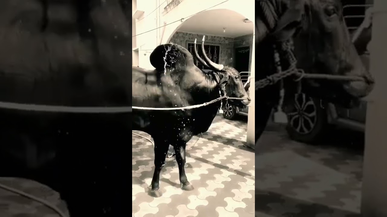 Extremely handsome dekhana asa kapila khilar #naad #khilar #shorts #bull cart #bull cart_shoukin #sharyat #bull