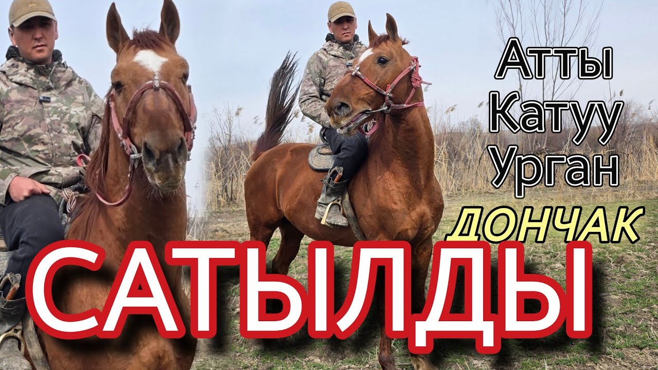 ДОНЧАК ТАЙМАНБАГАН АТ
