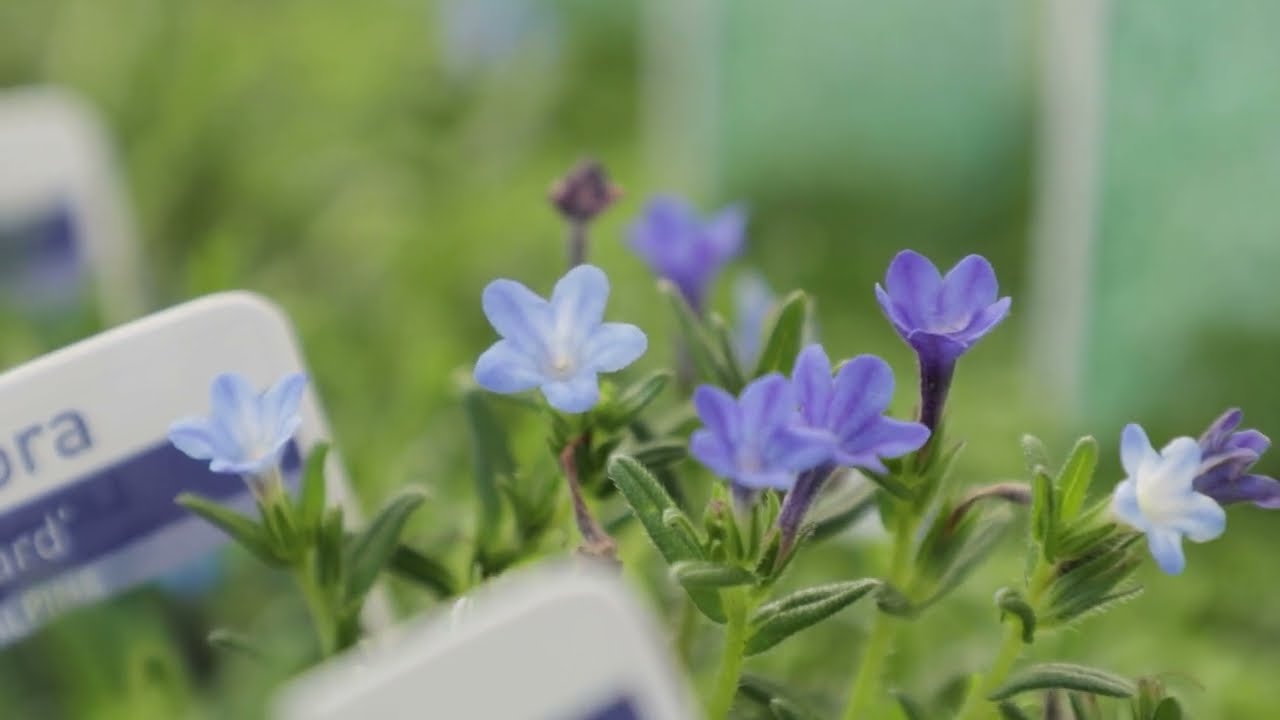 Top 5 Perennials