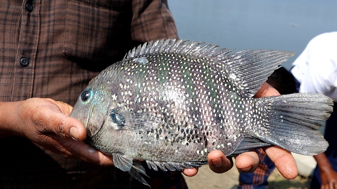 എന്റമ്മോ..!ഭീമൻ കരിമീനെ പിടിച്ചു വറുത്തത് 😱  Monster pearlspot catch and cook Kerala style