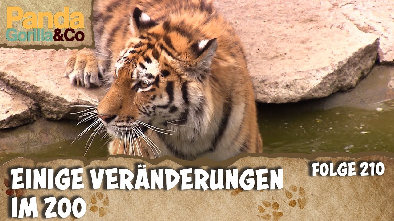 MächTiger Zoobewohner mit schicken Streifen | Panda, Gorilla & Co.