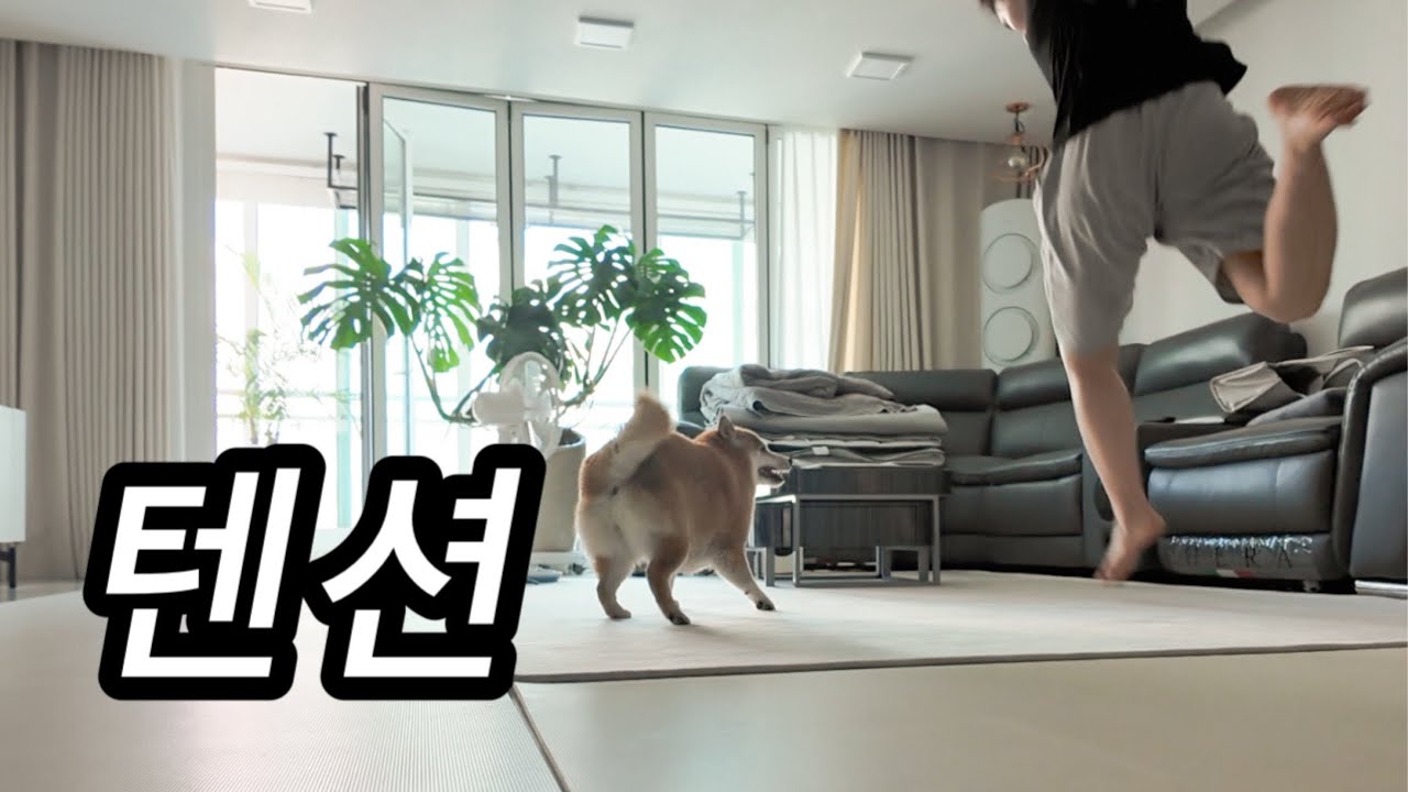 누가 이 집에 보더콜리좀 풀어주세요