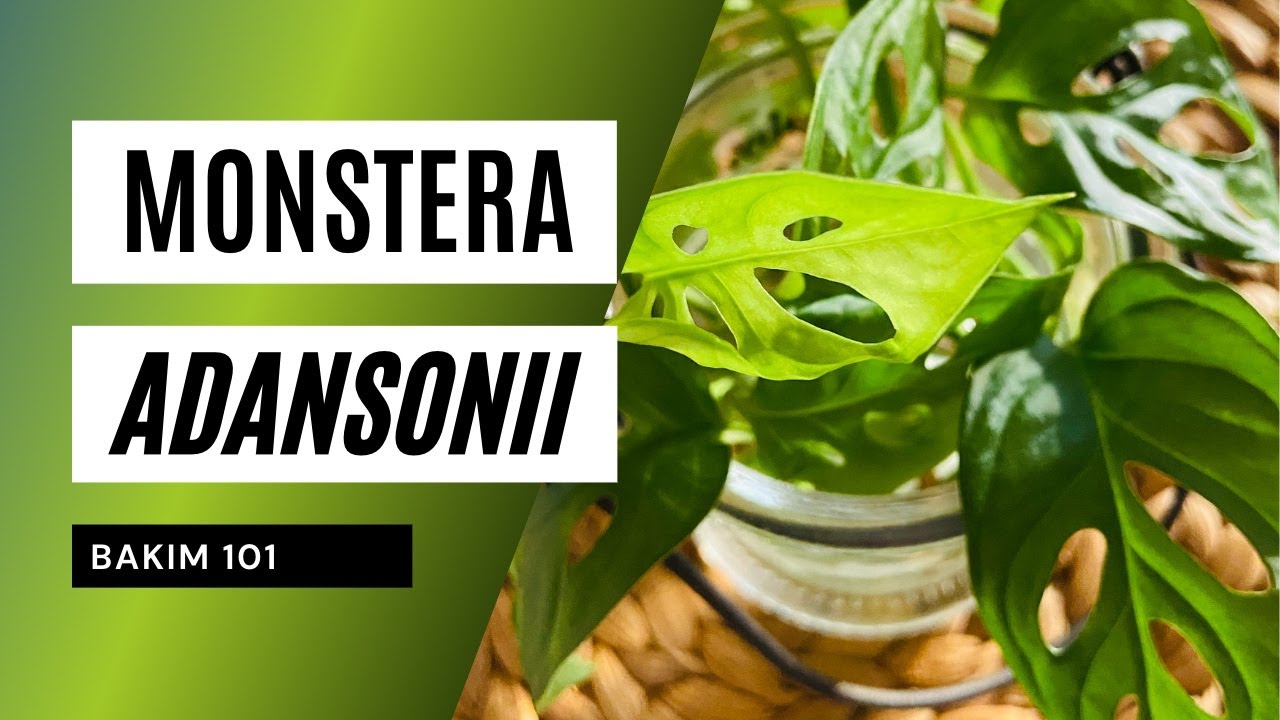 Monstera adansonii bakımı | Ev Yeşili 👩‍🌾