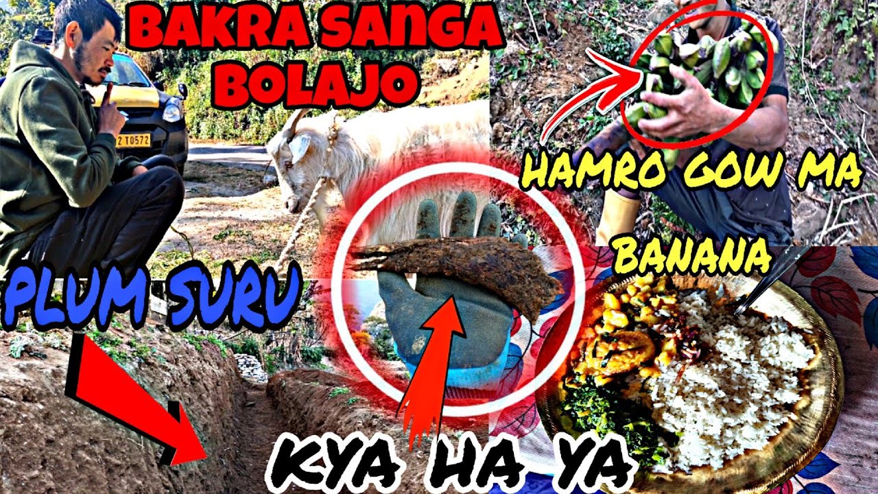 AAJU DAKI ARKO KAM😨AAJU KO SABJI COI🤤HAMRO GOW MA BANANA😱BAKRA(🐐)LA JANDAI😅