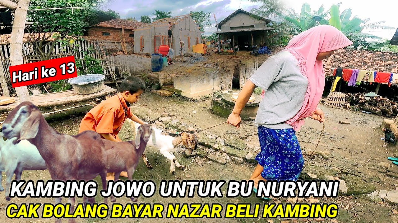 BU NURYANI DAPAT  REJEKI KAMBING JAWA DARI HAMBA ALLAH