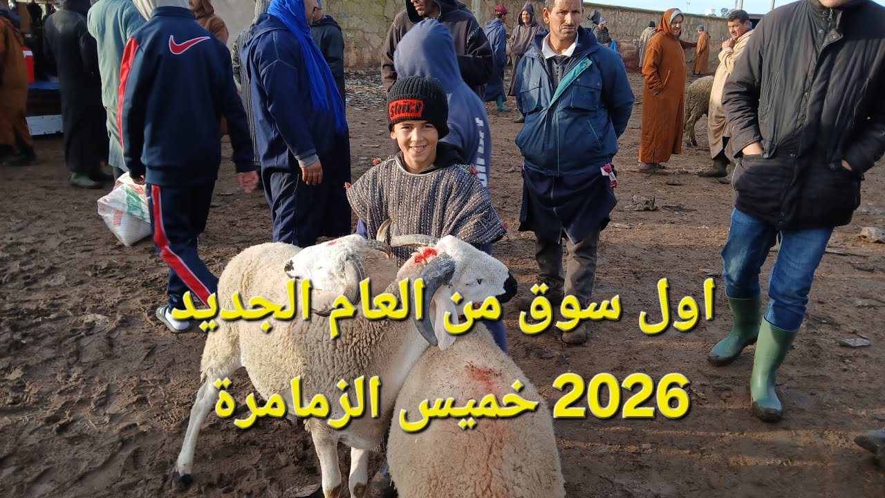 ثمن الاغنام مباشرة من السوق الاسبوعي خميس زمامرة بدكالة 