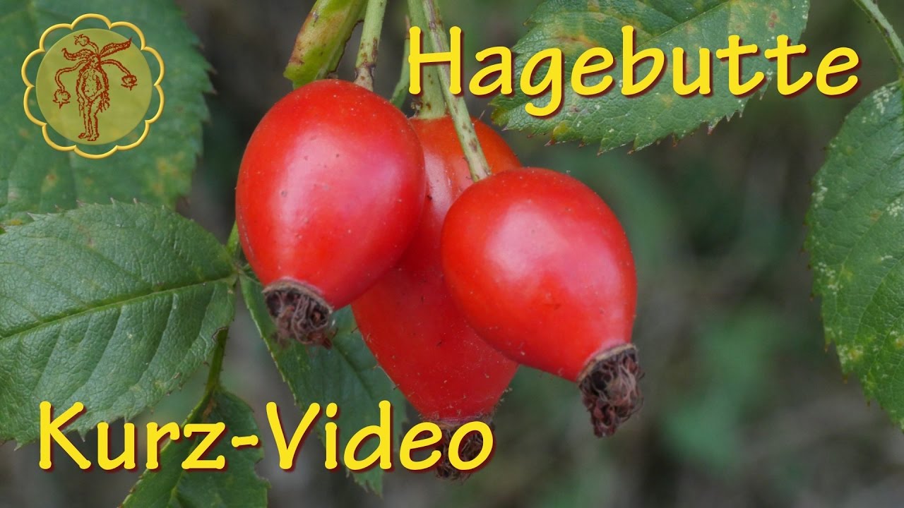 Heilpflanze: Hagebutte - Kurz-Video