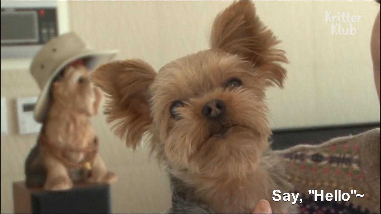 A Mother Dog In The Puppy Mill Gets Rescued | Kritter Klub