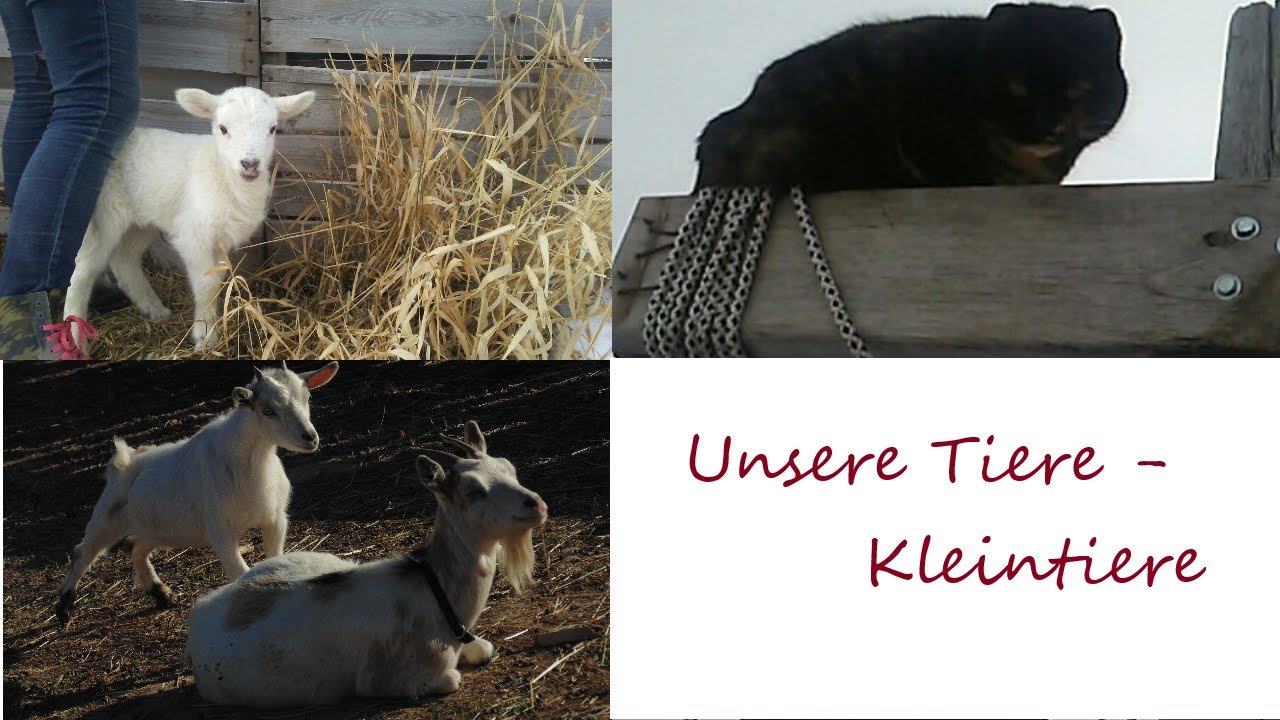 Unsere Tiere - Kleintiere
