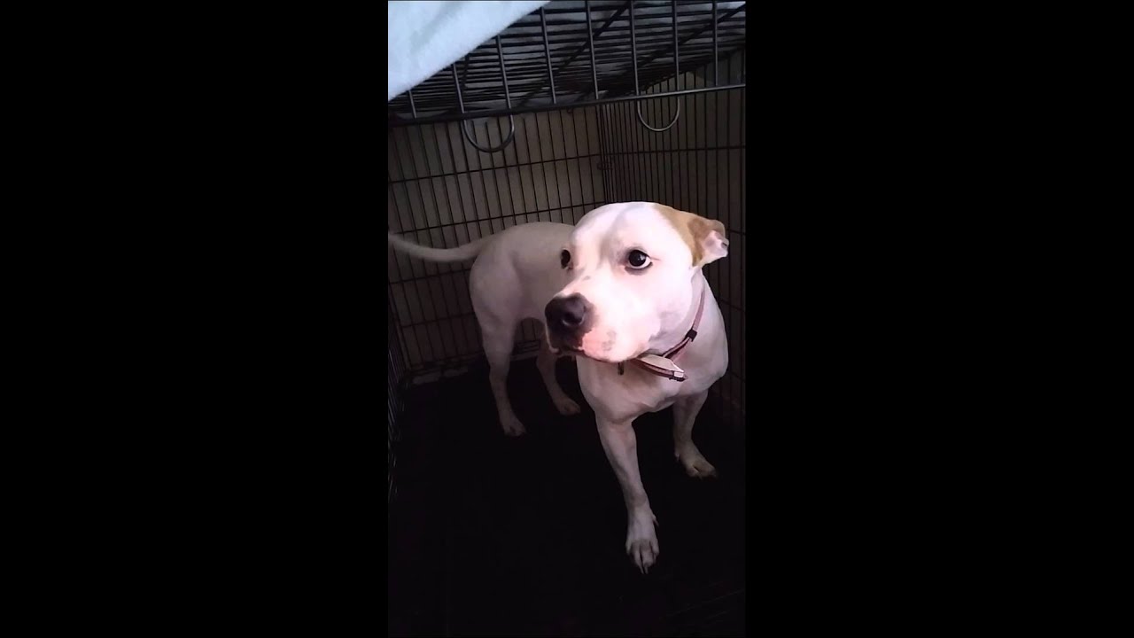 When your dog puts herself in time out