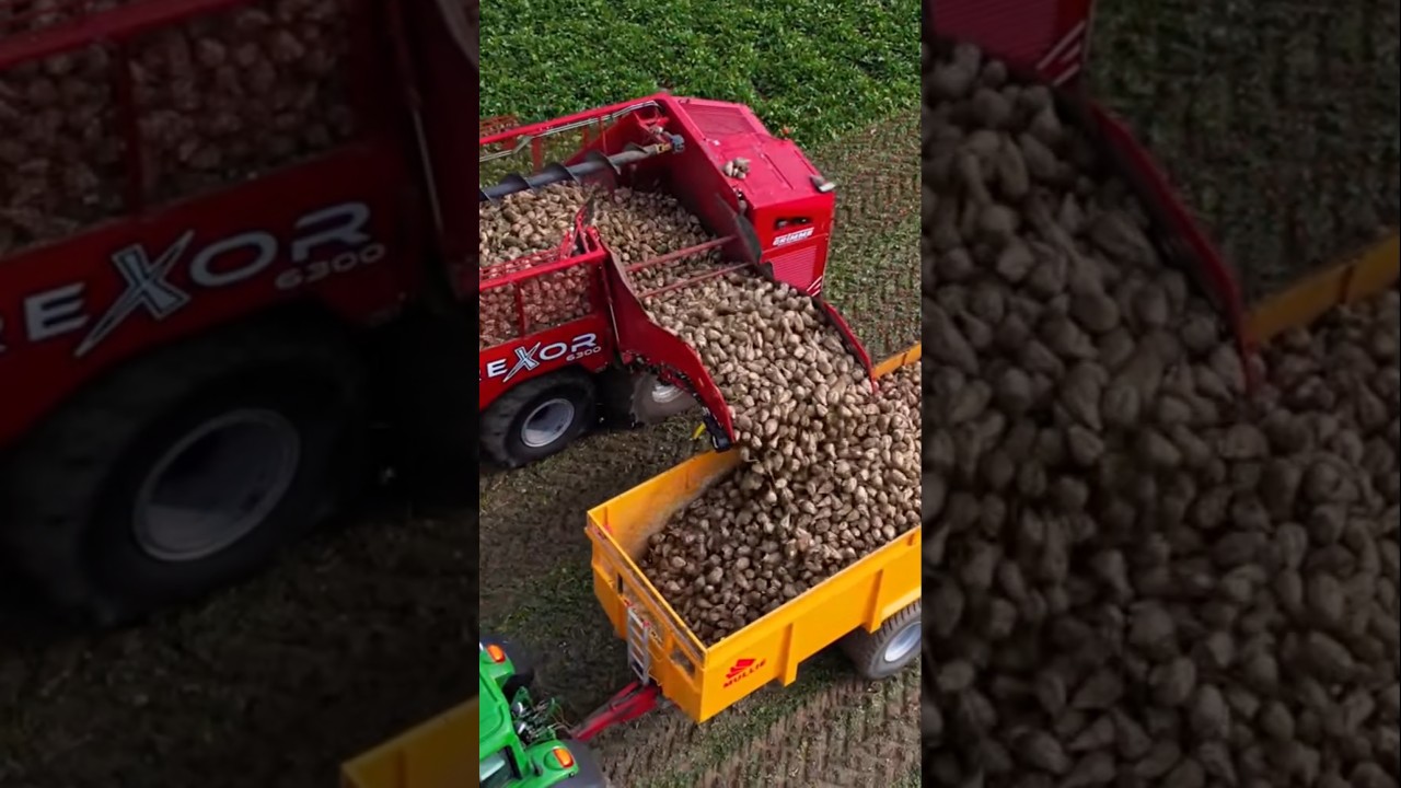 Beet Harvest 
