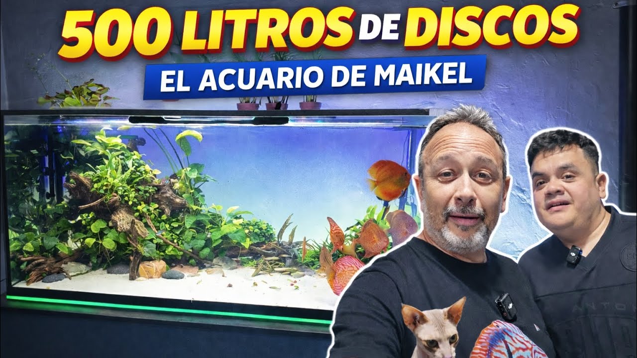 ACUARIO DE DISCOS DE 500 LITROS con MAIKEL