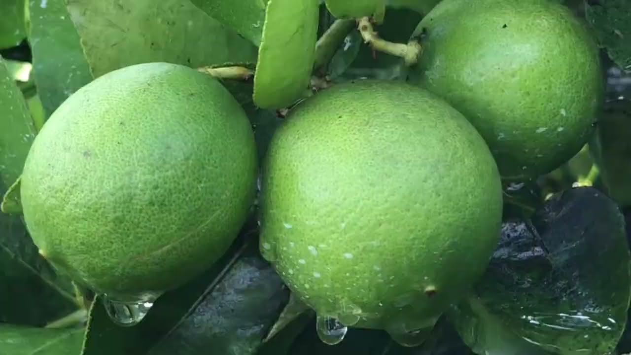 Adubando os quiabos !