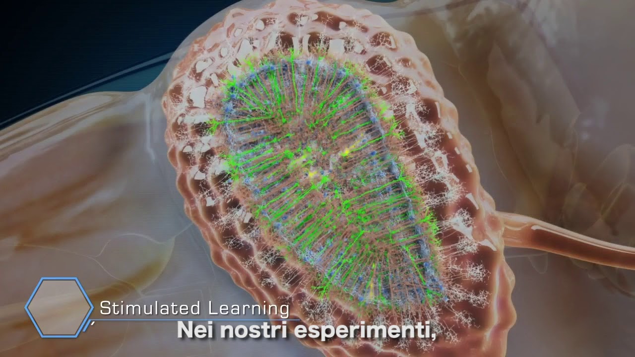 Le cellule staminali e la neurogenesi dell'adulto