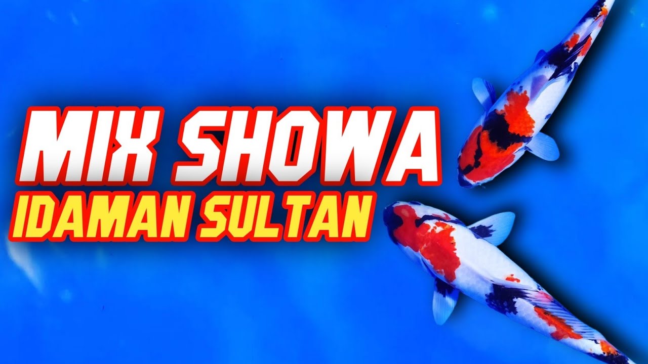 🔴IKAN KOI SEKELAS SULTAN HARGA MURAH🤩 | HARGA ADA DI DESKRIPSI