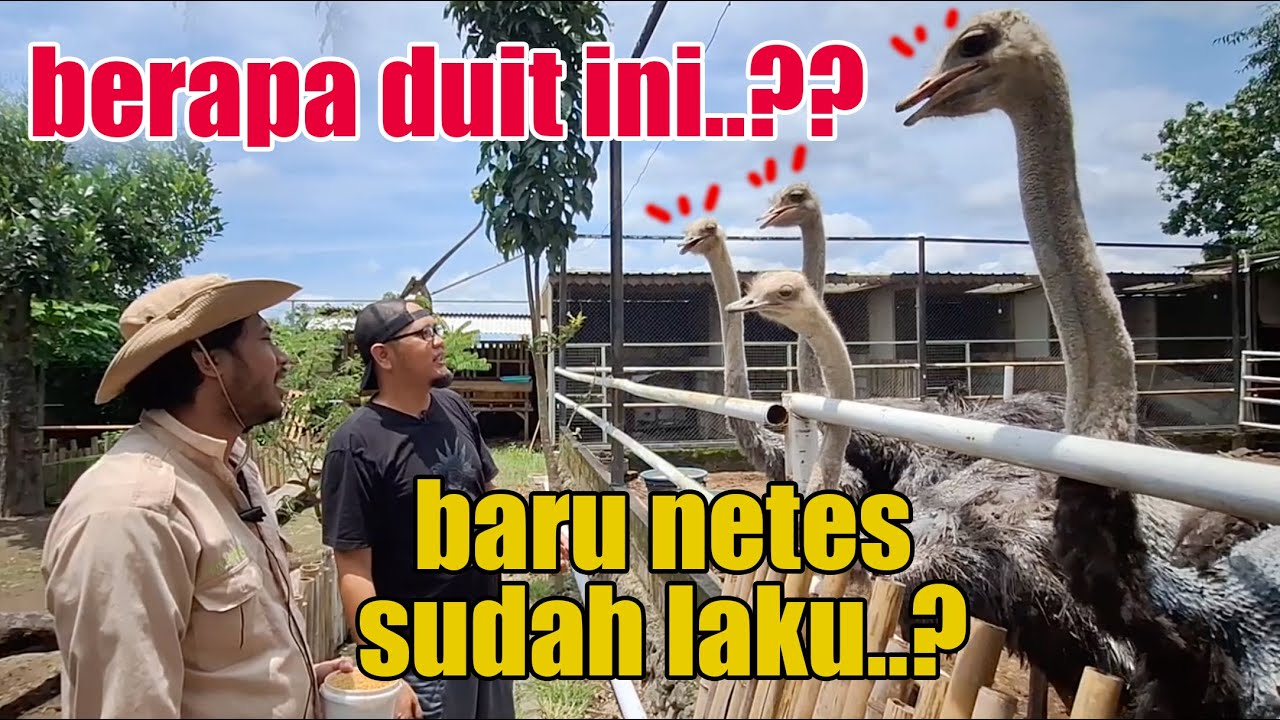 pANTESAN BERHENTI JADI ARTIS, pILIH JADI PETERNAK BURUNG ONTA, SEKARANG SUKSES OMSET RATUSAN JUTA