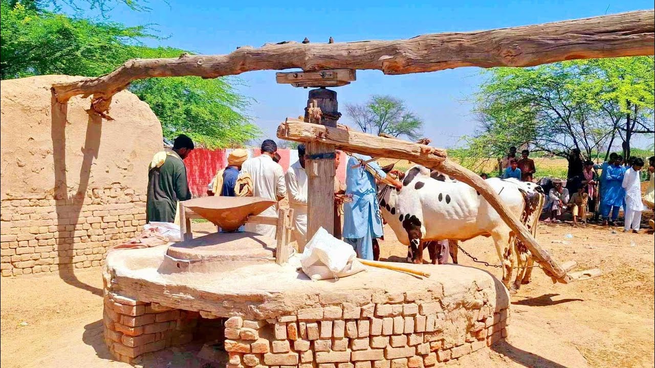 Bull powered khrass atta chakki | Bull powered ancient flour mill | Traditional and old punjab