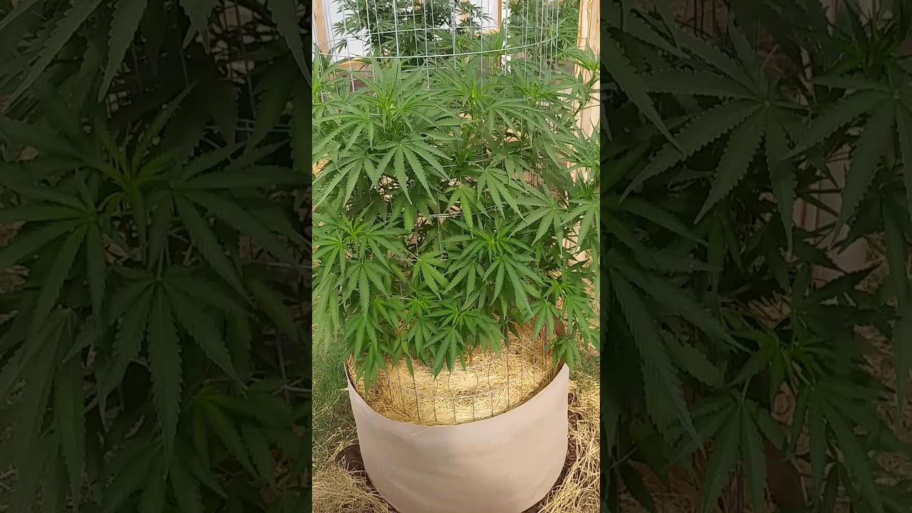 2020 outdoor mmj grow