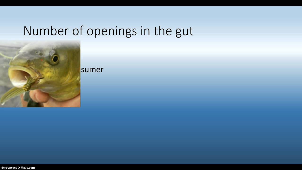 THE CLASSIFICATION OF THE SMALLMOUTH YELLOWFISH   Copy