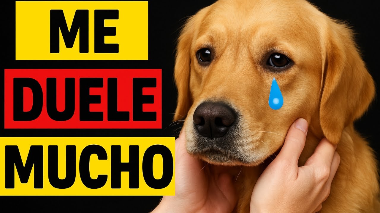 ¿Sabías que tu Perro Nunca Olvida estas 10 Cosas?