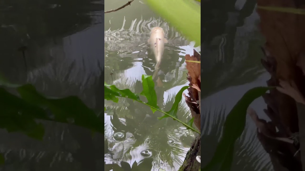 White koi #koi #koifish #koipond #carp #fishpond #water #philippines #travel #seizetheday