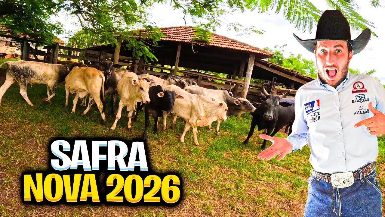 TODOS OS FILHOS DO PRAGA DE SOGRA, SAFRA NOVA 2026