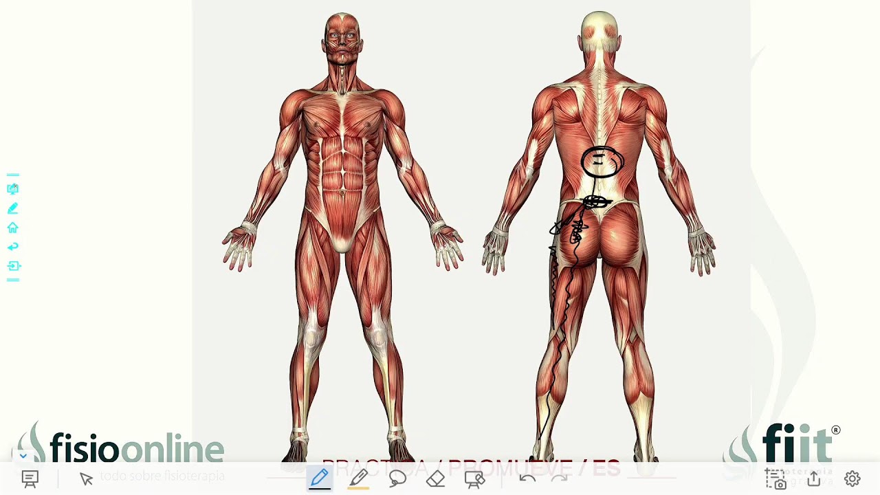 &iquest;Como una DISFUNCI&Oacute;N VISCERAL puede provocar DOLORES MUSCULARES - VERTEBRALES?  | Roberto Junquera