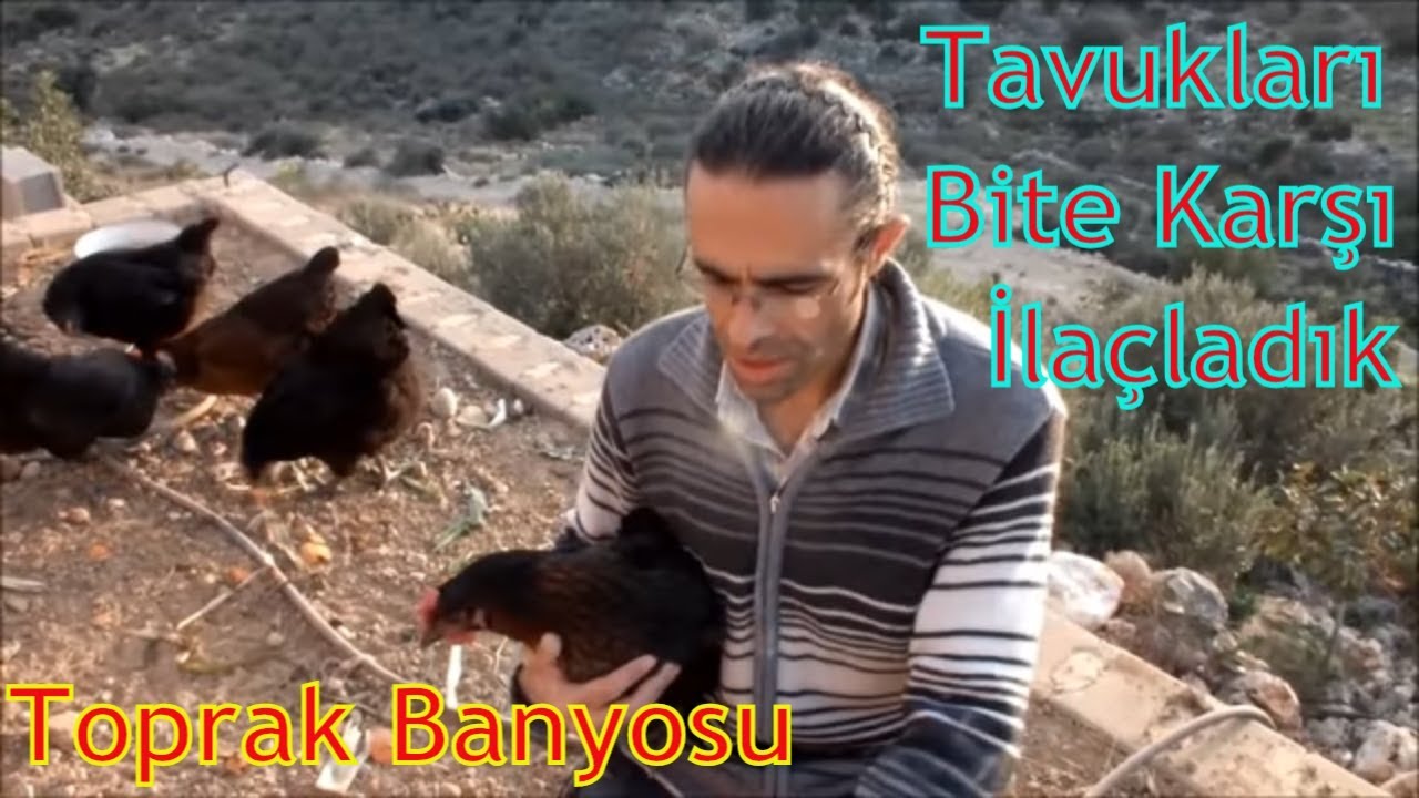 Tavuklarda Bit Kontrolü ve Bitle Mücadele