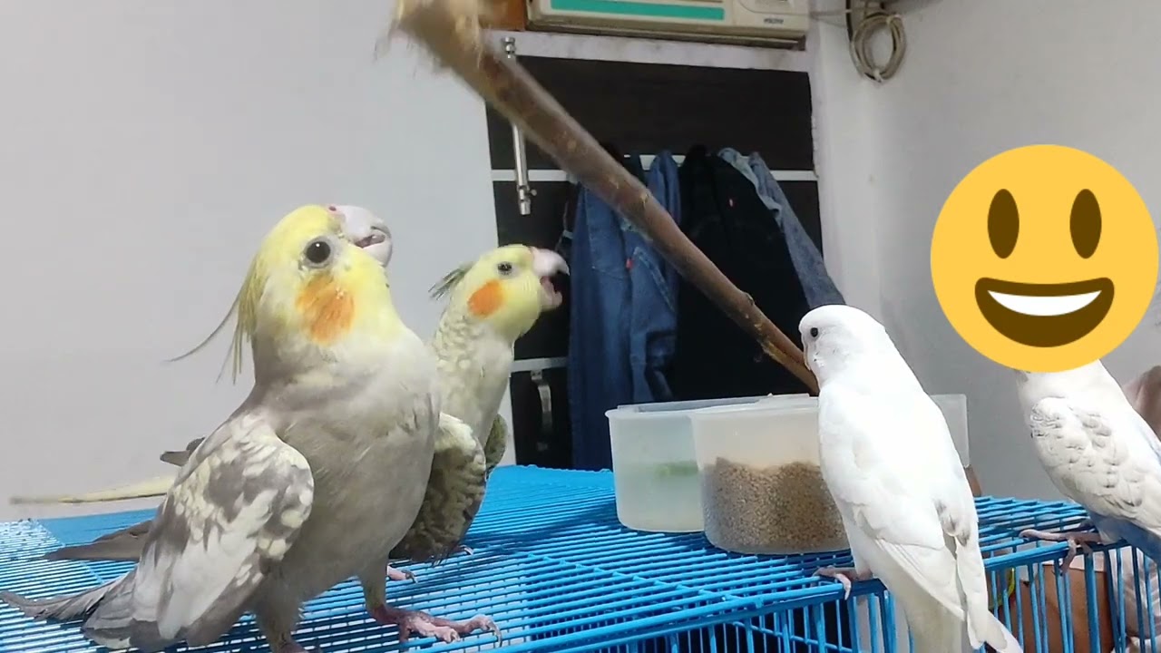 cockatiel fighting #cockatiel #nature