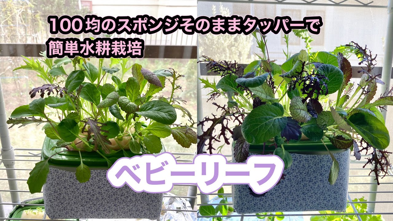 100均タッパーで簡単な水耕栽培　ベビーリーフ