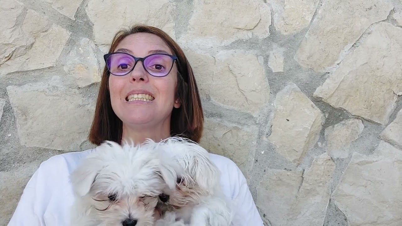 Como saber se o Bichon Maltês é o cachorro ideal para si...
