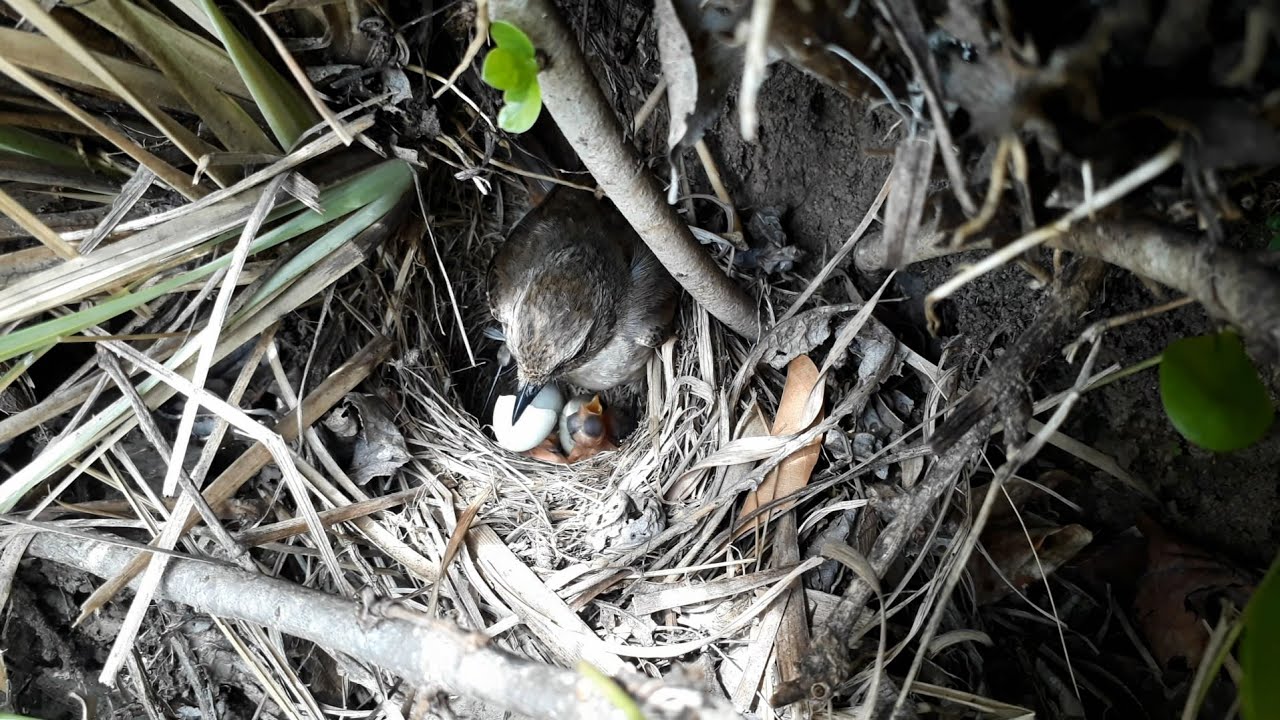 Rare Sight: Grey Bush Chat Bird Hatching Eggs & Nesting | हिमाली झ्याप्सीले यसरी चल्ला निकाल्छ
