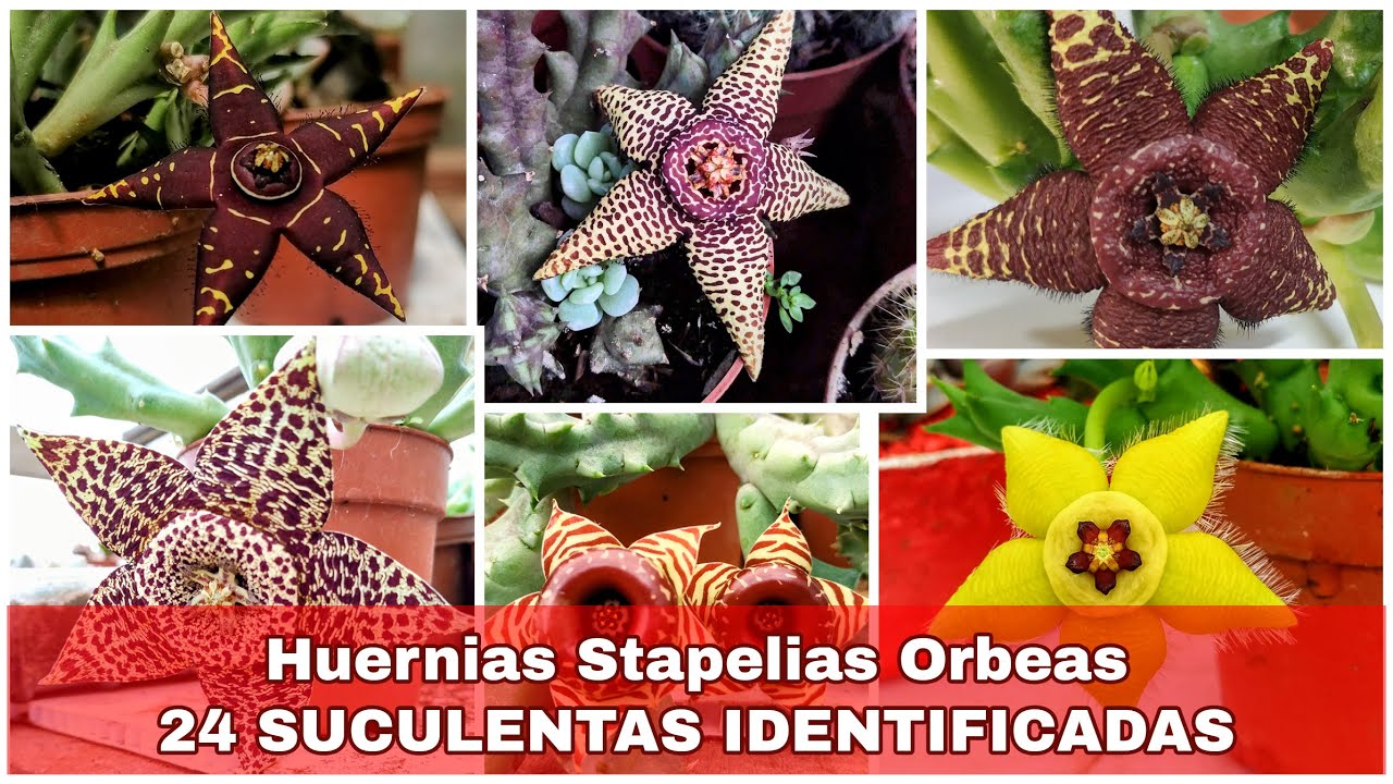 Huernias stapelias y orbeas: las 24 Suculentas con Nombres Científicos #huernia #orbea #stapelia