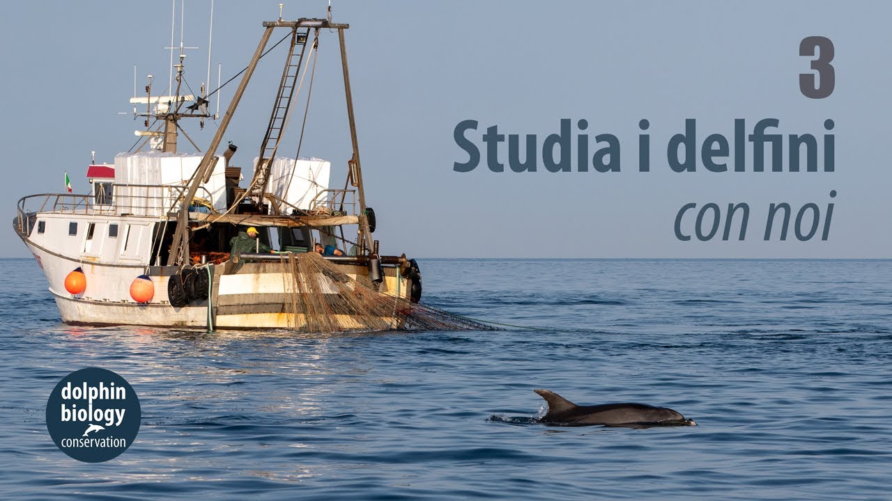 Delfini e pescherecci: pesca intensiva e adattamento