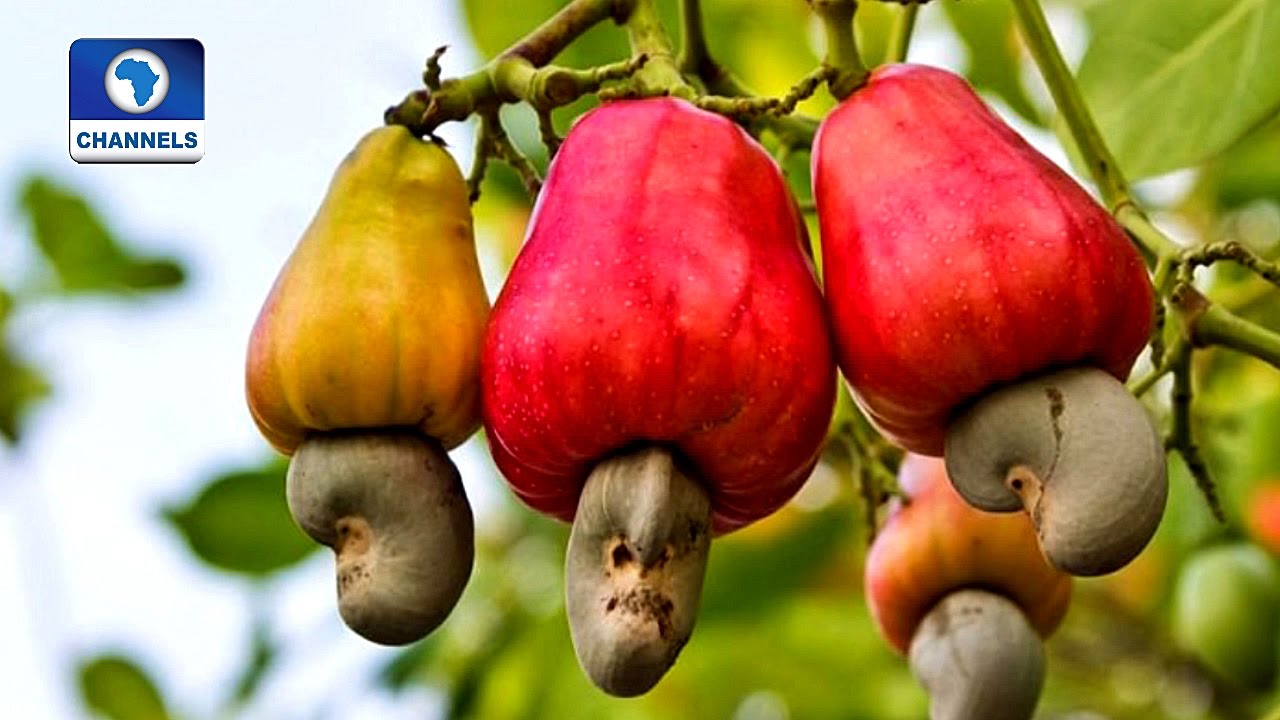 Community Report: Isanlu-Isin Boasts Of Robust Cashew Plantation